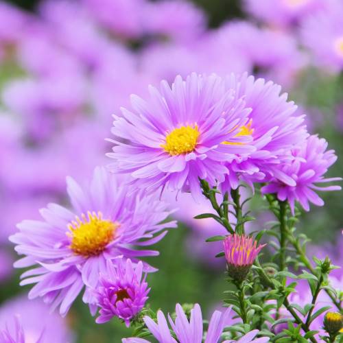 aster