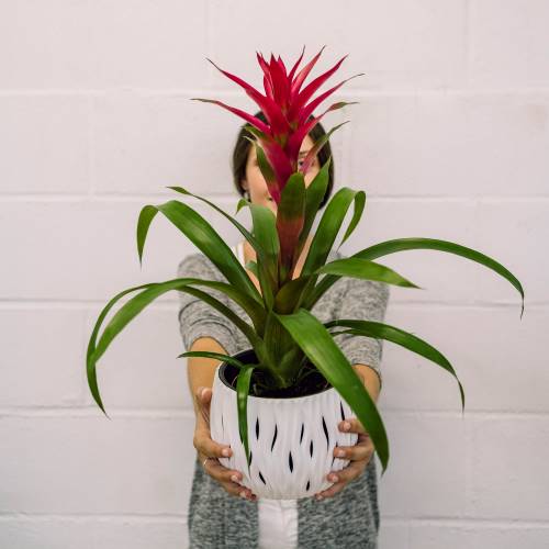 Bromelia