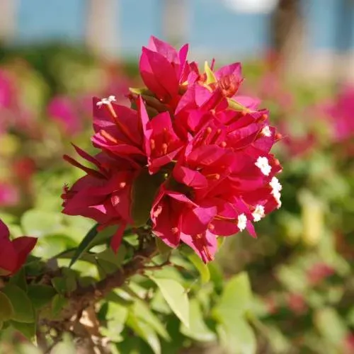 Buganvilla rosa