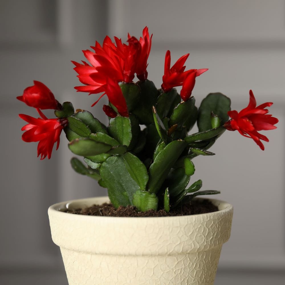 Schlumbergera o cactus de Navidad | Interflora