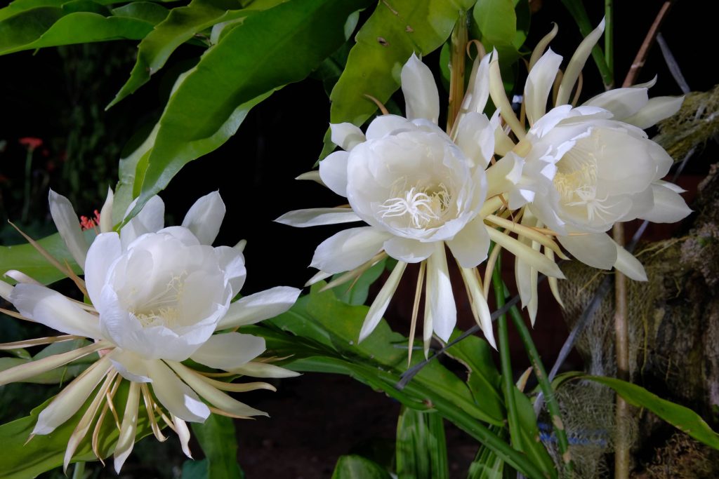 cactus orquídea blanco