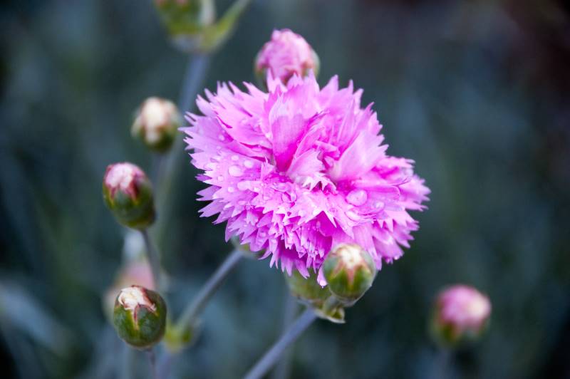 Cuidados de la pluma rosa