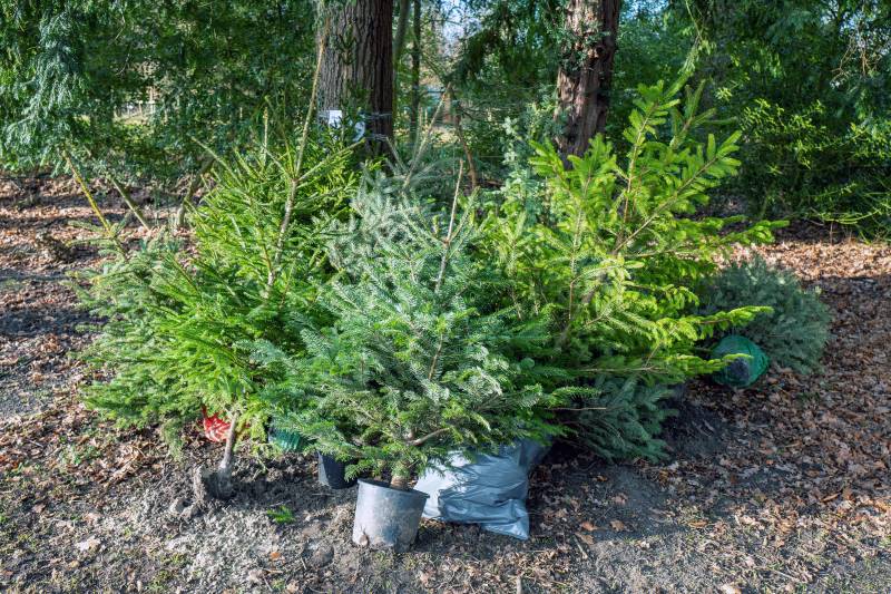 ¿Cómo plantar tu árbol de Navidad?