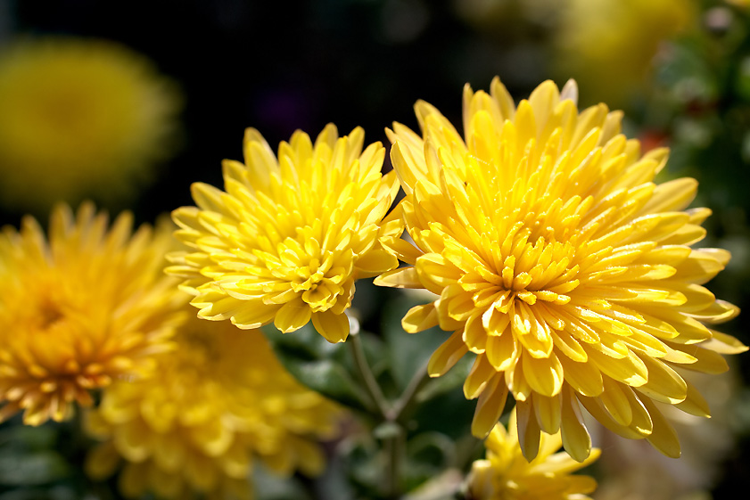 crisantemo amarillo