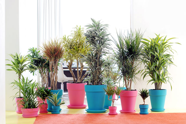 cuidado-plantas