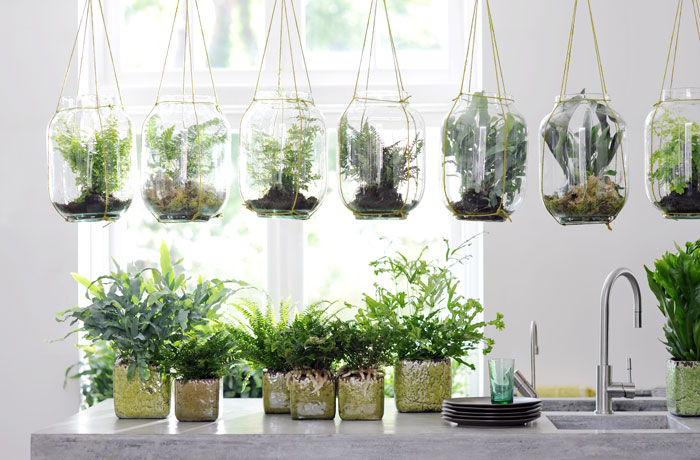 cuidados-plantas-interior
