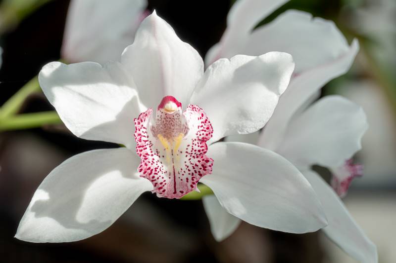 Cymbidium