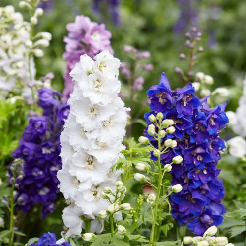 Delphinium de colores