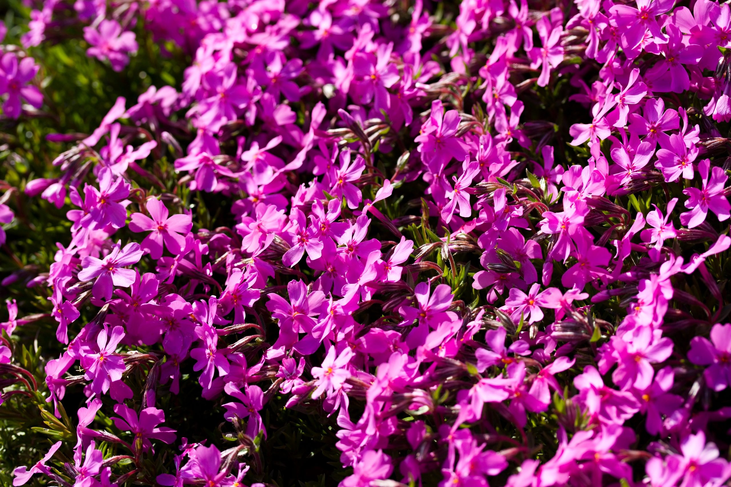 Dianthus armeria