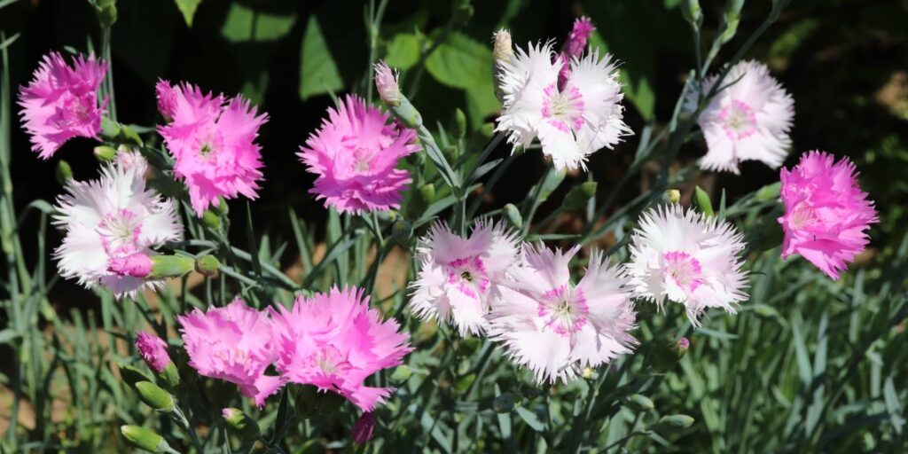 Dianthus plumarius