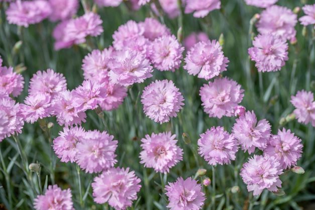 Dianthus Plumarius