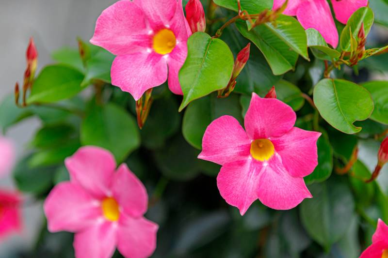 Dipladenia espaldera de color rosa