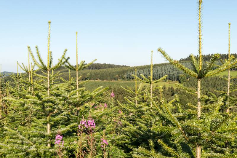 ¿Dónde plantar tu árbol de Navidad?