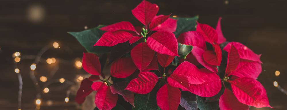 Flor de Nochebuena