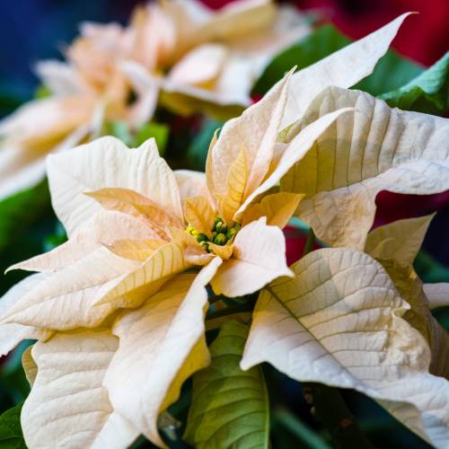 Flor de Pascua marfil