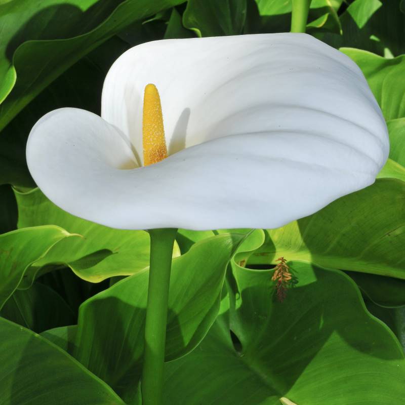 Flor de lirio de agua