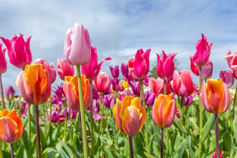 floración de las tulipanes