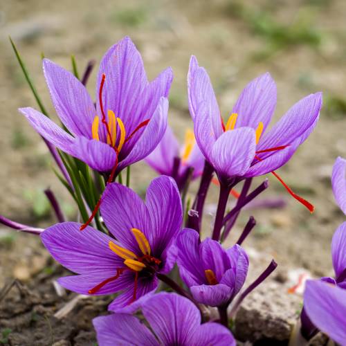 Flores de azafrán