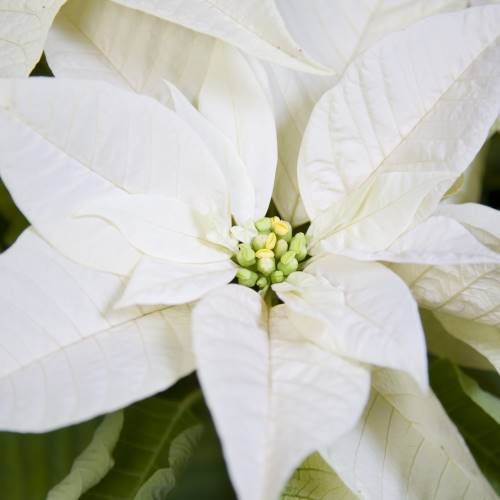 Flores de Pascua blancas