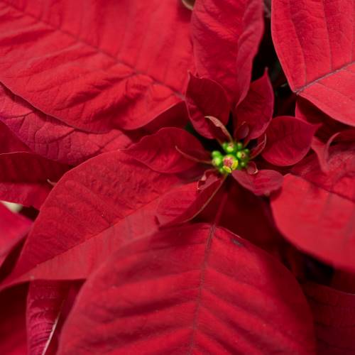 Flores de Pascua rojas