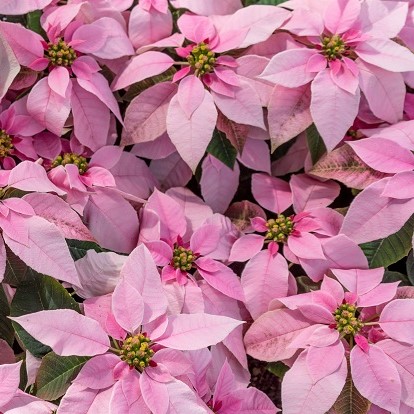 Flores de Pascua rosas