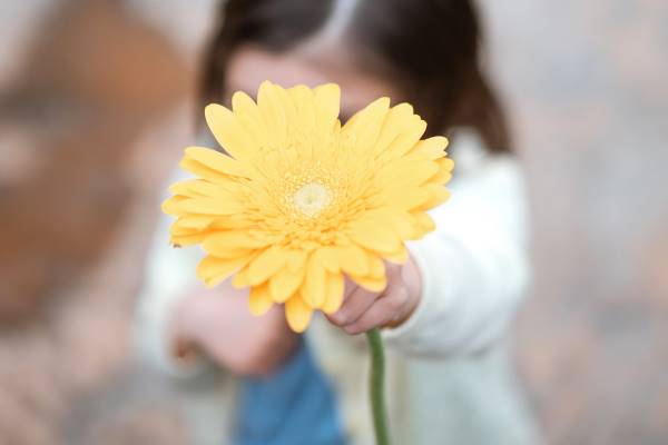 Flor de Gerbera