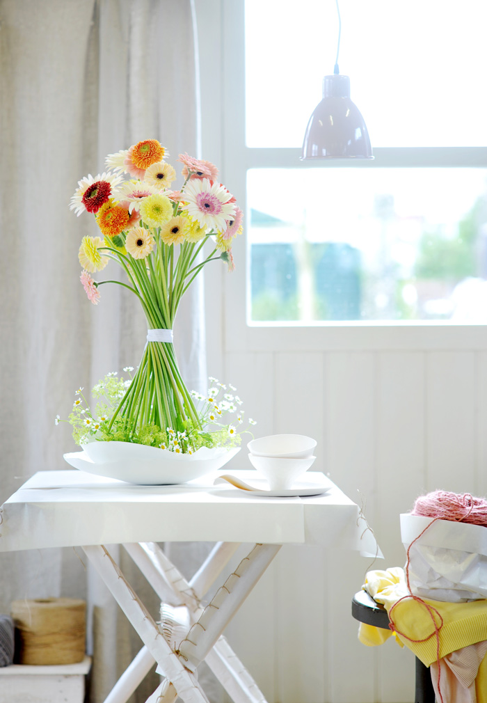gerbera4