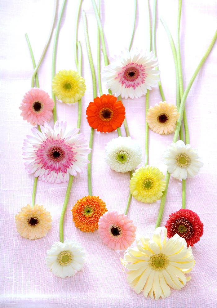 gerbera7