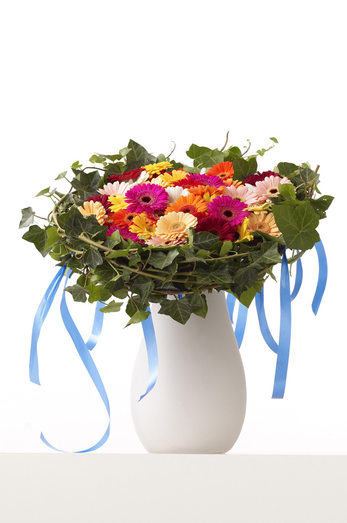 gerbera8