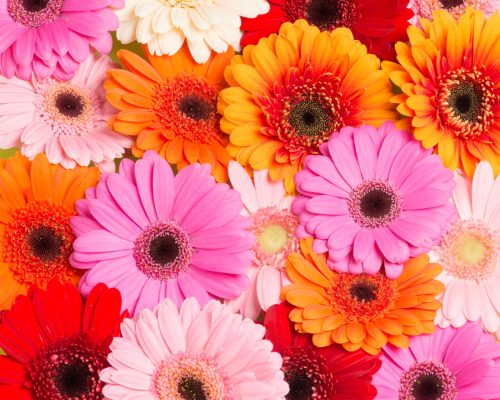 gerberas de colores