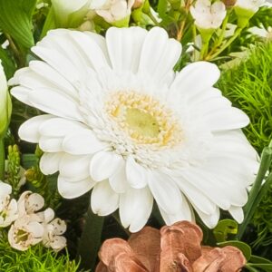 gerbera blanca