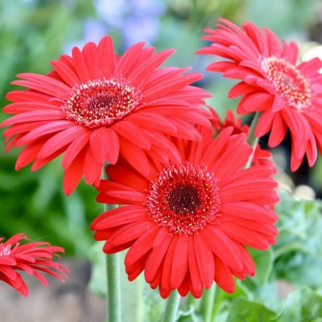 Gerberas rojas