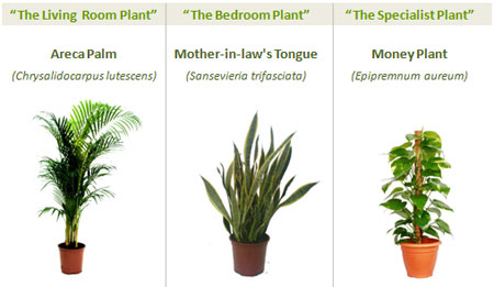 greenspaces-three-plants1
