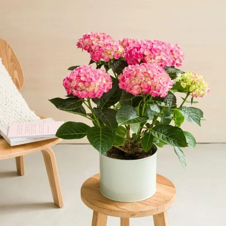 hortensia maceta
