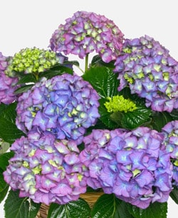 hortensia