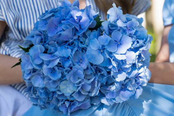 Hortensias azules