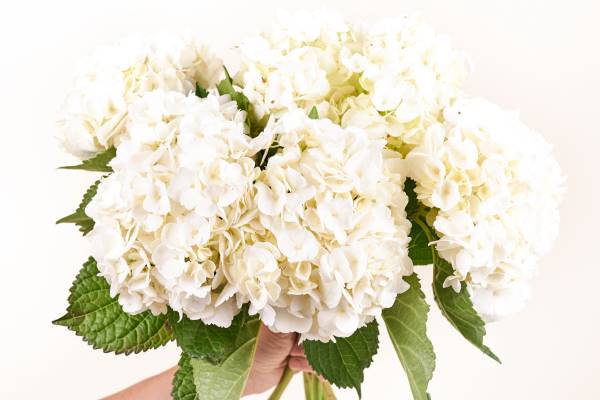 Hortensias blancas