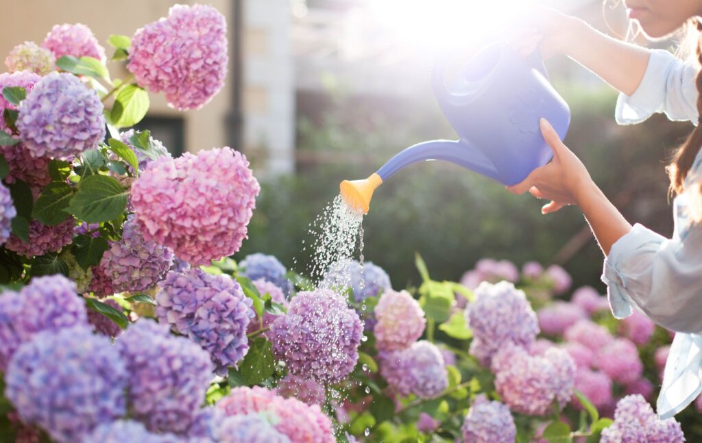 hortensias cuidados