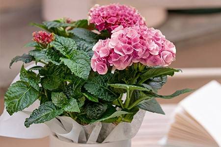 Hortensias rosas