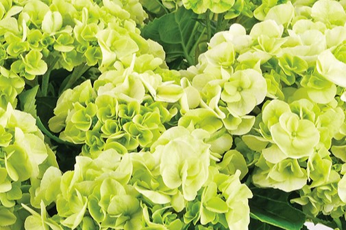 Hortensias verdes