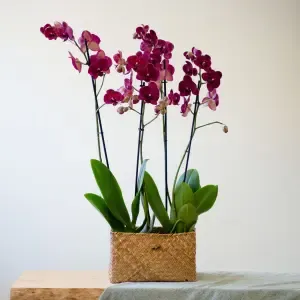 Centro de Orquídeas rosa