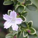 images-2