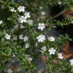 images-3