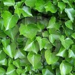images-6