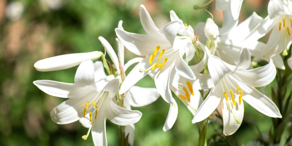 Lilium candidum