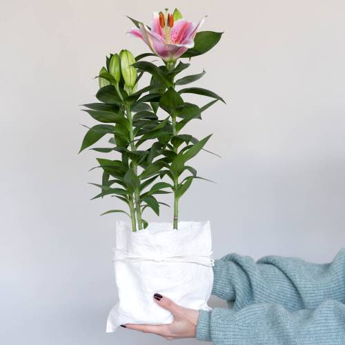 Un Lilium para regalar