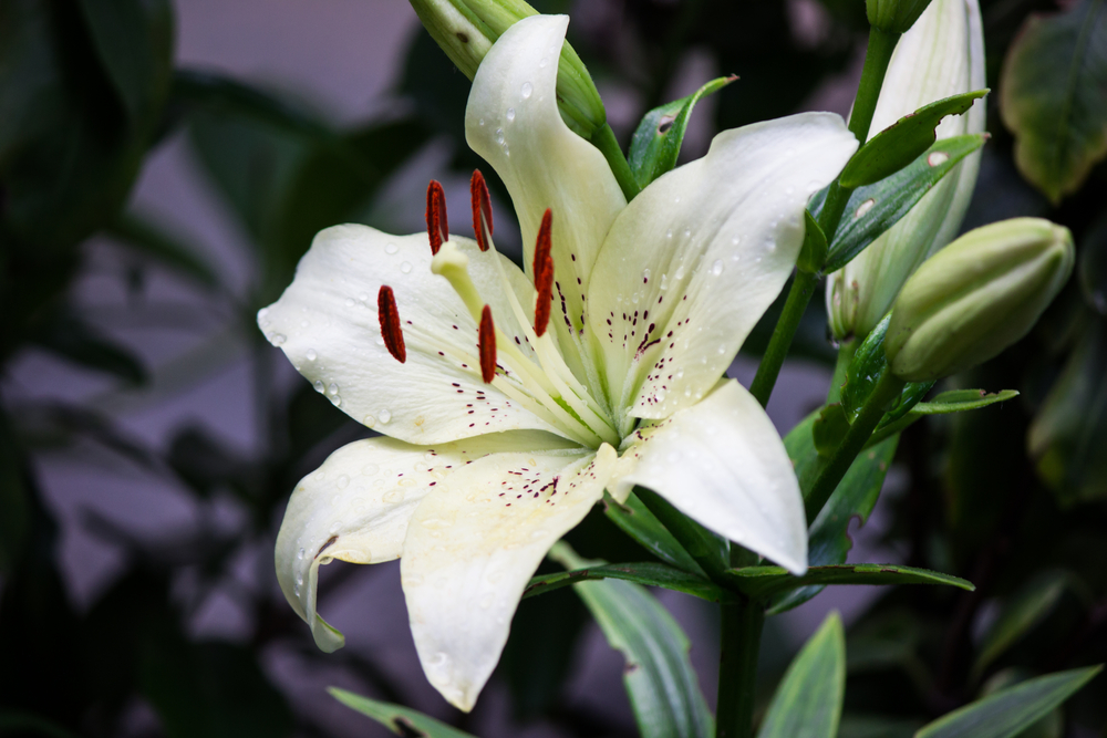 Lirio blanco en el jardin