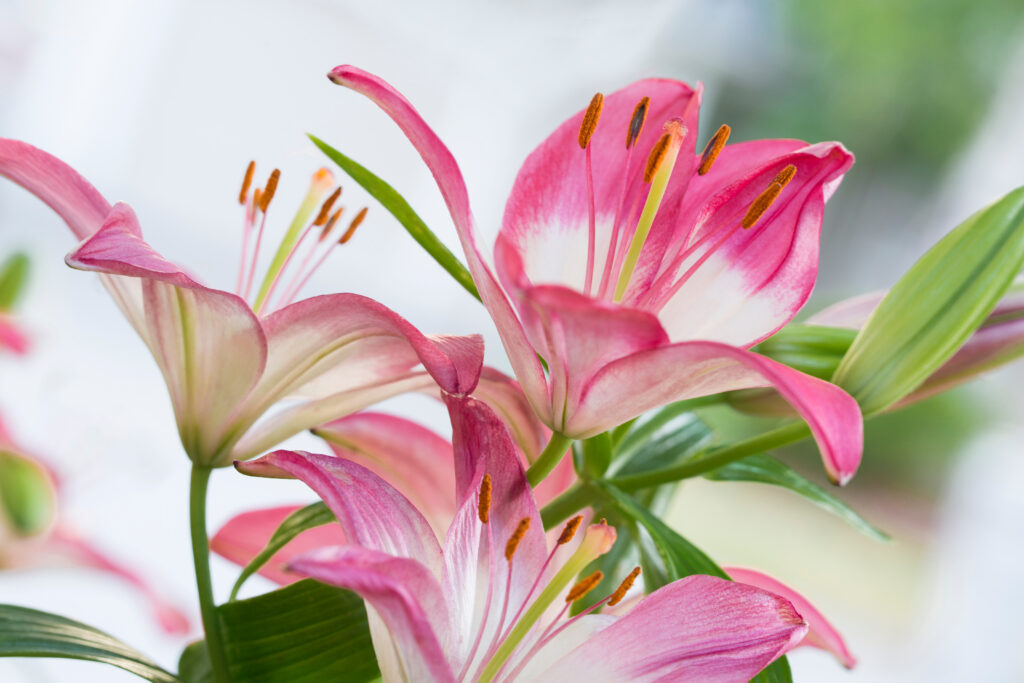 Lirios rosas