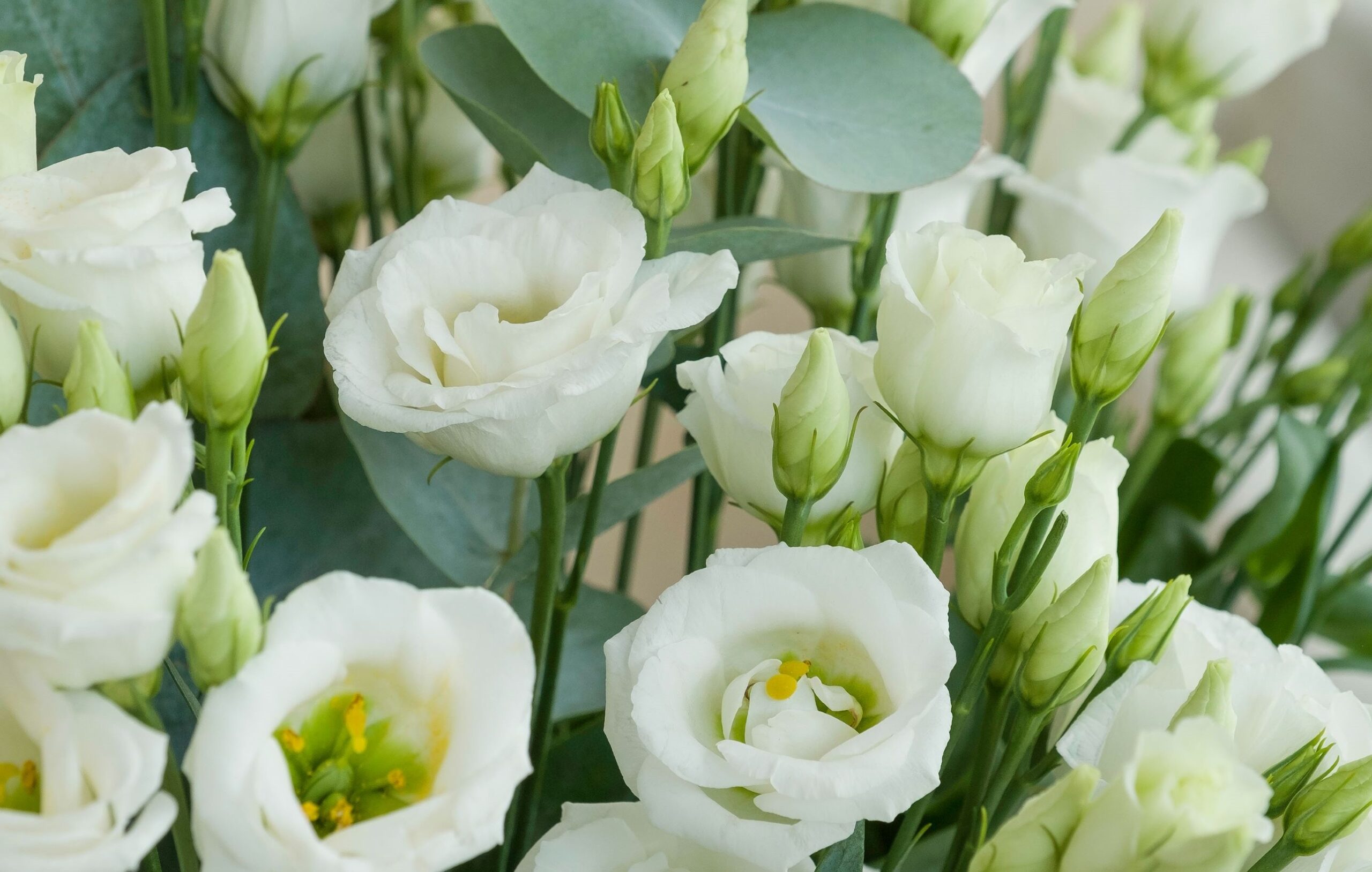 Lisianthus blanco