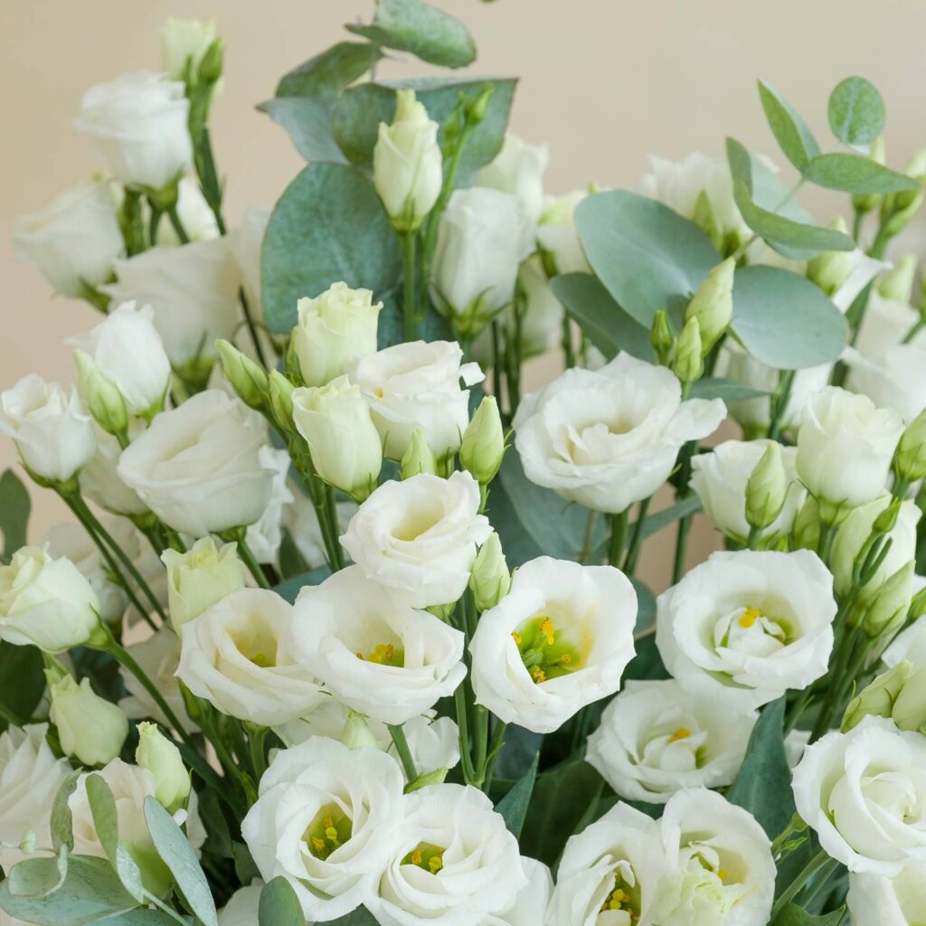 lisianthus blancos